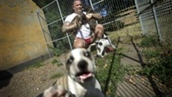 Muskelmand knaldes for kamphunde Ekstra Bladet