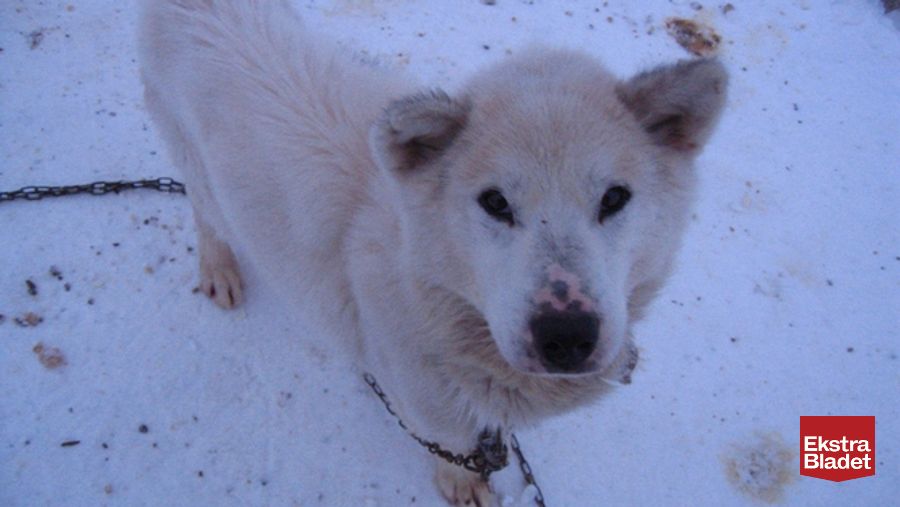 Uforudsete omstændigheder os selv silhuet Grønlandske hunde sultes ihjel – Ekstra Bladet