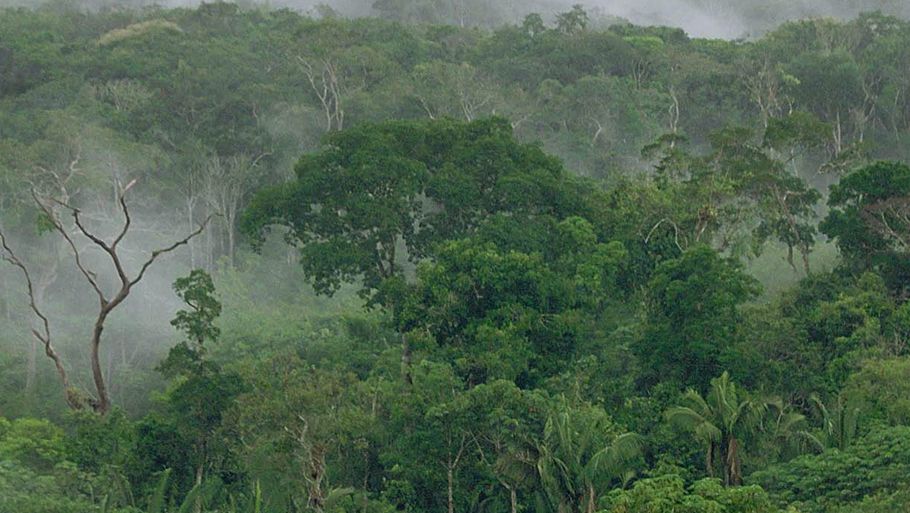 Amazon-regnskoven,  er verdens største regnskov, den dækker hele 9 lande. Foto: Ole Lind