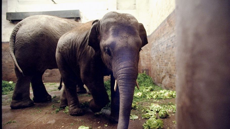Enhedslisten havde stillet et ændringsforslag om at kræve Elefanthuset pillet så nænsomt ned, at det kunne genopføres et andet sted. Foto: Mads Winther