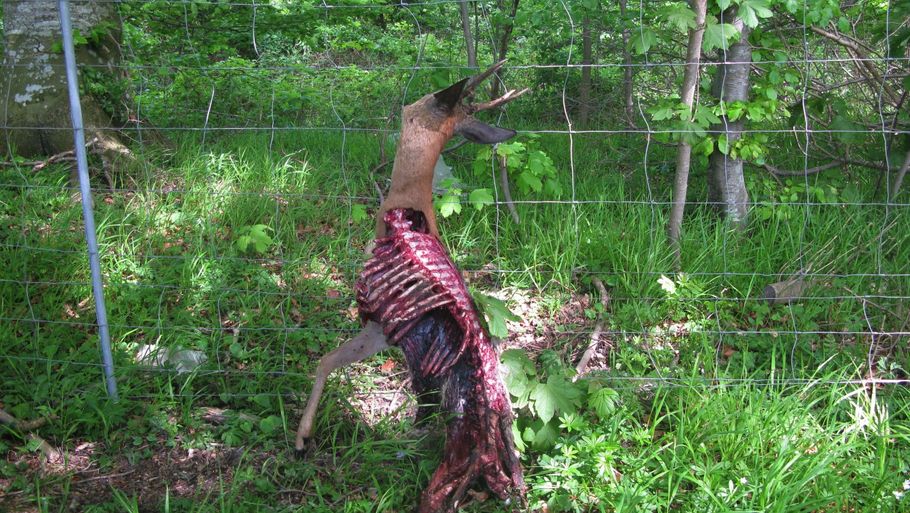 Råbukken var ifølge Danmarks Jægerforening i store smerter, da den blev ædt levende af ræve.(Foto: Fyens Stiftstidende/Sander Schmidt Astrup)