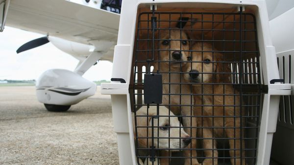 Kælder Lade være med Privilegium Handlekraftig hund i ihærdigt flugtforsøg tvinger fly til nødlanding –  Ekstra Bladet