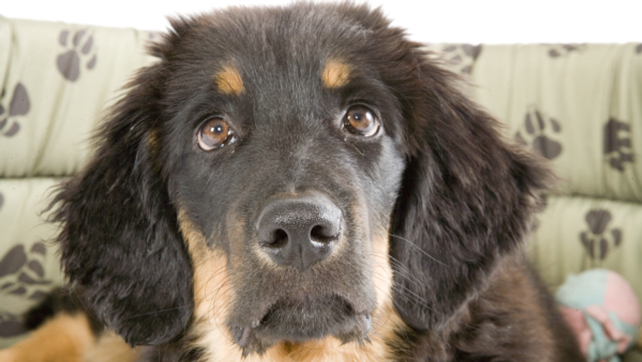 Tørfoder kan ifølge en belgisk undersøgelse forkorte hundes liv.