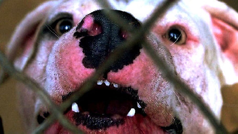 Blandt de forbudte hunde er racen amerikansk staffordshire terrier. (Polfoto)