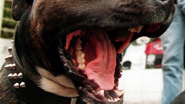 Regelmæssigt mærkelig fortjener Hunde skal dø første gang de bider – Ekstra Bladet