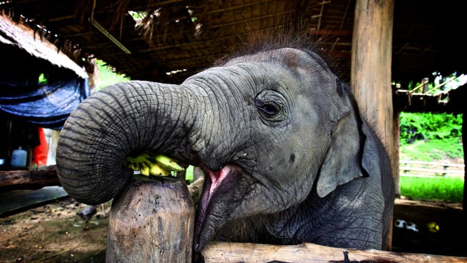 Besøg i Thai Elephant Conservation Center i Lampang er en del af det nye øko-image, som turisme i Thailand arbejder hen imod. (Foto: Thai Elephant Conservation Center)
