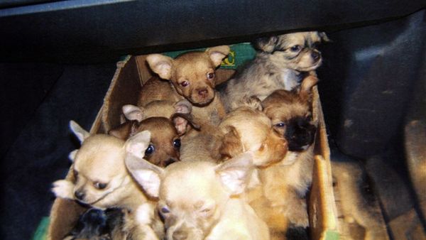 ekstremt fløjl fysisk Syg import af hundehvalpe fortsætter – Ekstra Bladet