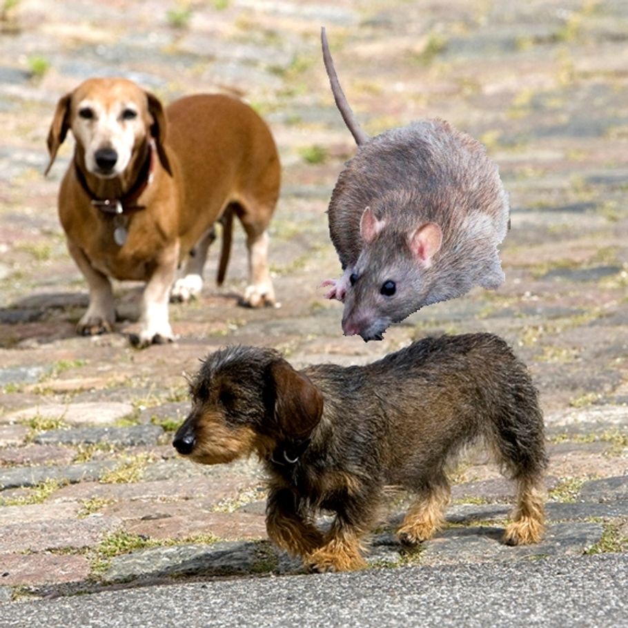 Adr rotter på størrelse med gravhunde – Ekstra Bladet