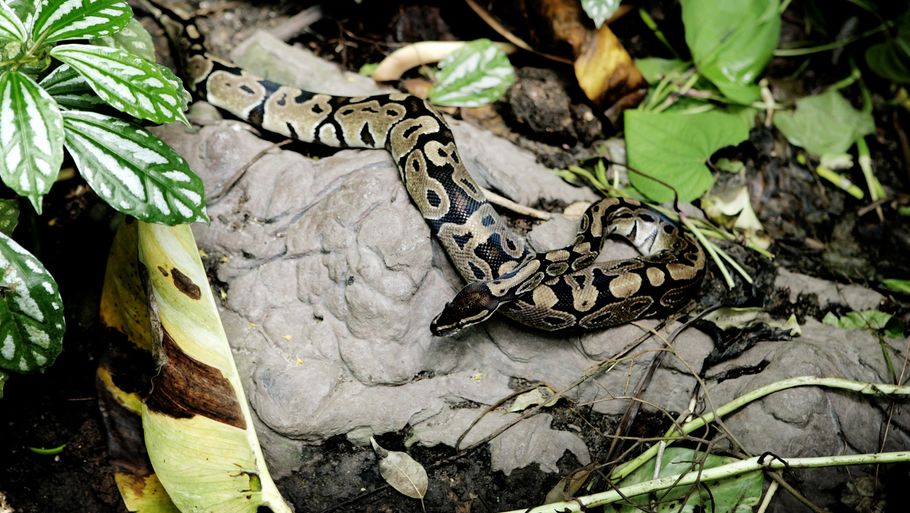 Har du mod på en slange i lakrids til nytårsmaden i morgen? (Foto: Thomas Borberg)