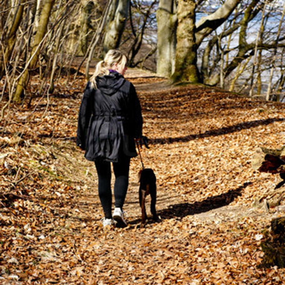 En tur med hunden kan koste dyrt Ekstra Bladet