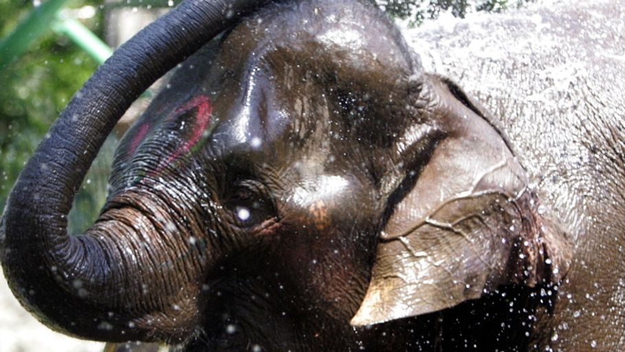 Denne elefant er fra Zoo i Bangkok. Måske er passende sted fro 'Captain', der har det med at være lidt for livlig (Foto: AP)