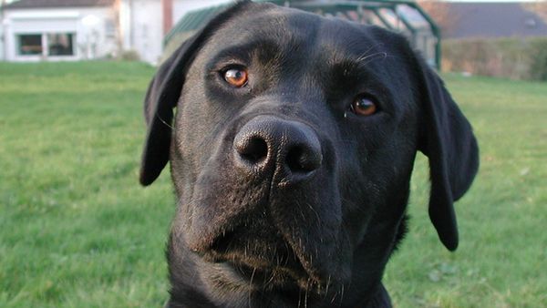Hundelov: Din egen skyld hunden bider – Ekstra Bladet
