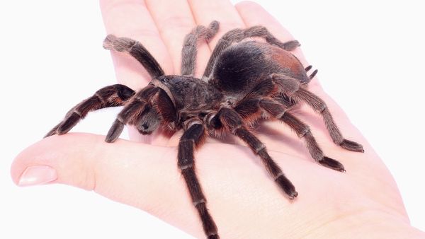 Spis edderkopper og myreæg red miljøet – Ekstra