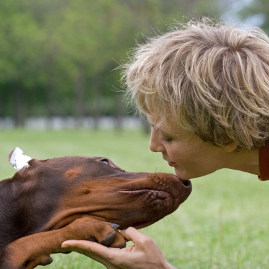 Vejnavn Meget Sump Hunden kan lugte din sygdom - og dine følelser – Ekstra Bladet