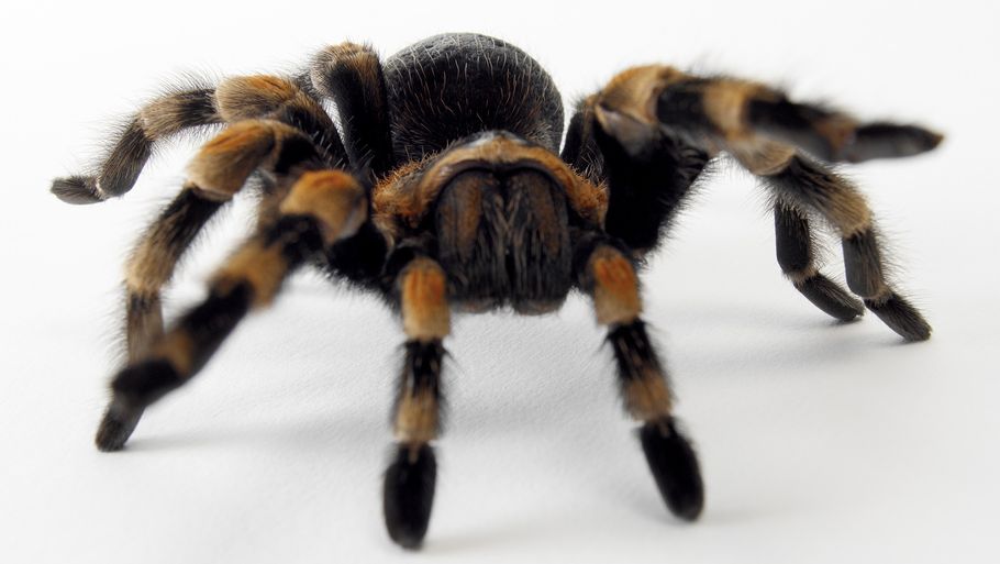 Edderkopper findes i titusindvis af arter - på landjorden, i skovene og enkelte tilmed under vand. Edderkoppernes evolution er formentlig blevet formet af ændringer i klimaet, der har åbnet op for nye tomme nicher, hvor edderkopperne kunne udvikle sig uden konkurrence fra andre edderkopper. (Foto: Colourbox)