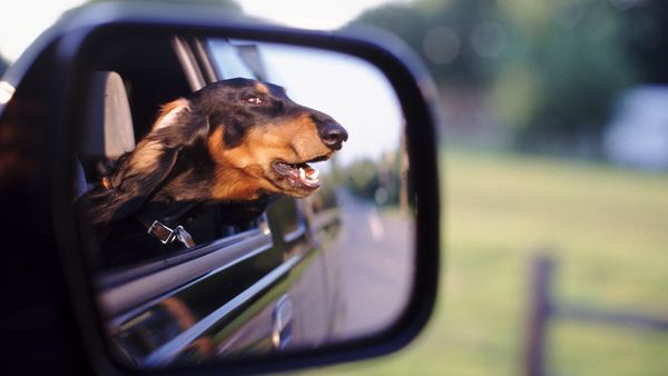 Diskriminere Tidsplan Kritisk Dette må du aldrig lade din hund gøre i bilen – Ekstra Bladet