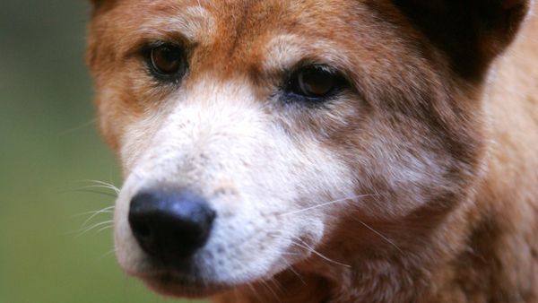Frugtbar Hane Søgemaskine markedsføring Verdens klogeste hund fanget på video – Ekstra Bladet