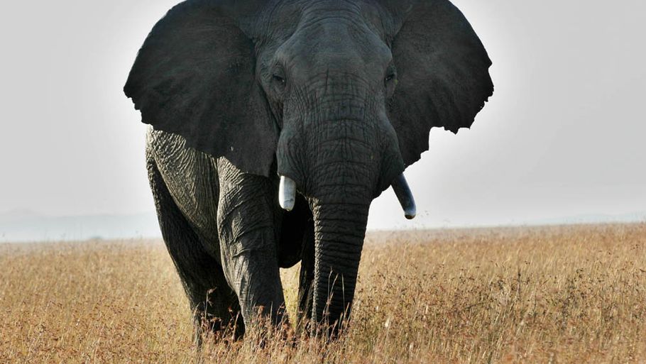 Hvis nogle synes, at denne elefant ser trist ud, så er der rent faktisk en god grund til det. Mange af hans venner er sandsynligvis blevet dræbt. (Foto: Colourbox)