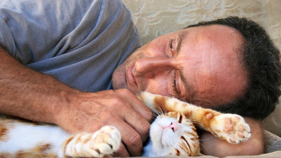 Katte kan også blive stressede, hvis de aktiveres for lidt eller for meget. De har brug for både kontakt, men også alene-tid. (Foto: Colourbox)