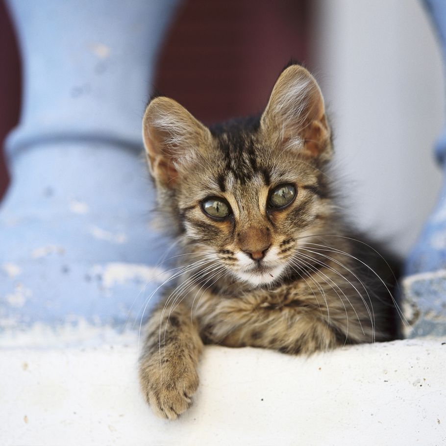 Nyttig at donere Reorganisere Hjem fra ferie - men hvad nu med katten? – Ekstra Bladet
