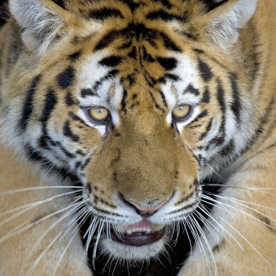 Løs tiger skudt i Knuthenborg billede