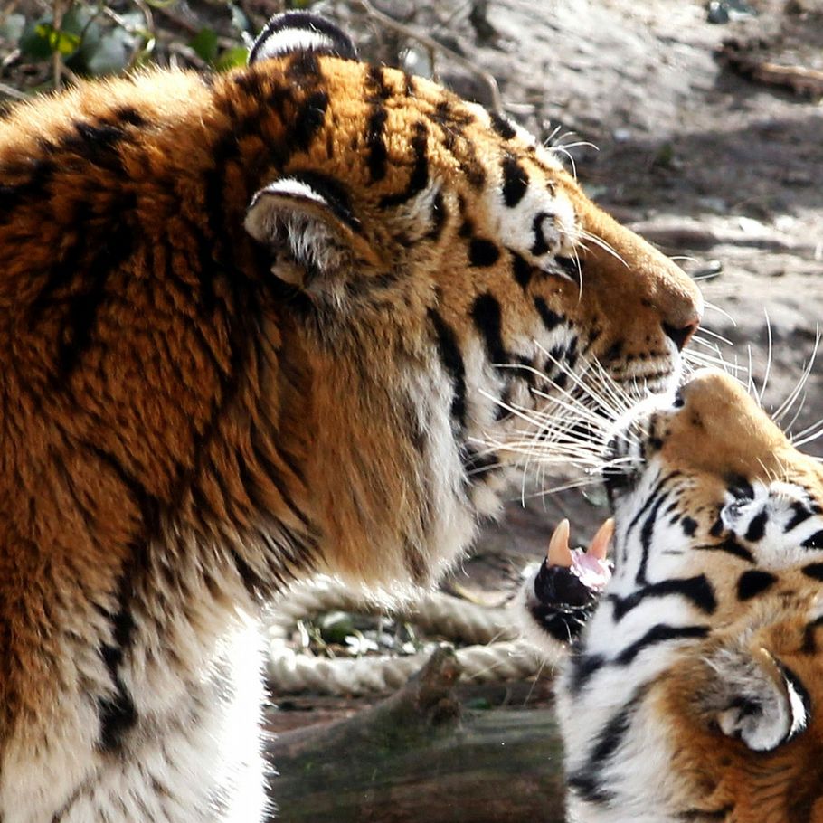 Tysk tiger dræber kvindelig dyrepasser pic billede