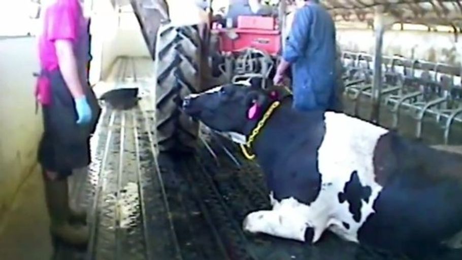 Videoen afslører frygtelig mishandling af malkekøer. (Screendump fra Youtube)