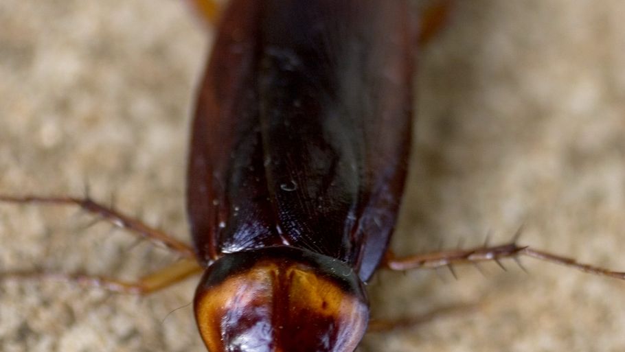 Arkivfoto af kakerlak. Foto: Thomas Borberg