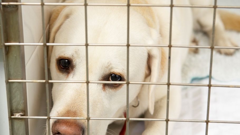 Hjemløse hunde og andre nødlidende dyr får en kontant håndsrækning fra den nu afdøde enkefrue i Rungsted. (Foto: Colourbox)