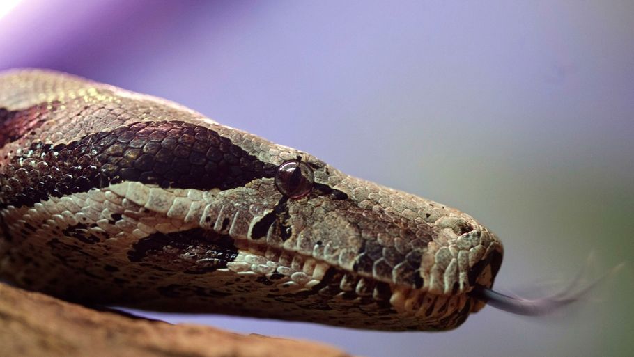 Den tjekkiske smugler havde ti slanger som denne boa (AP Photo/Andre Penner)