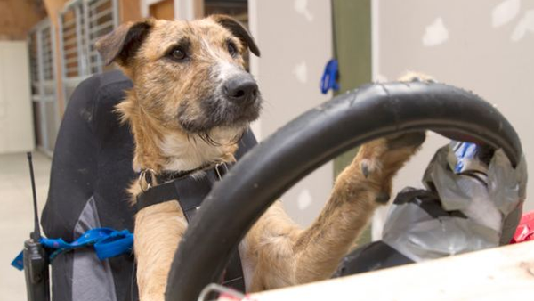 TV: Hjemløse hunde lærer at køre bil – Bladet