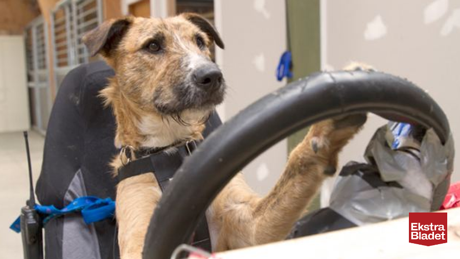 TV: Hjemløse hunde at køre bil – Ekstra Bladet