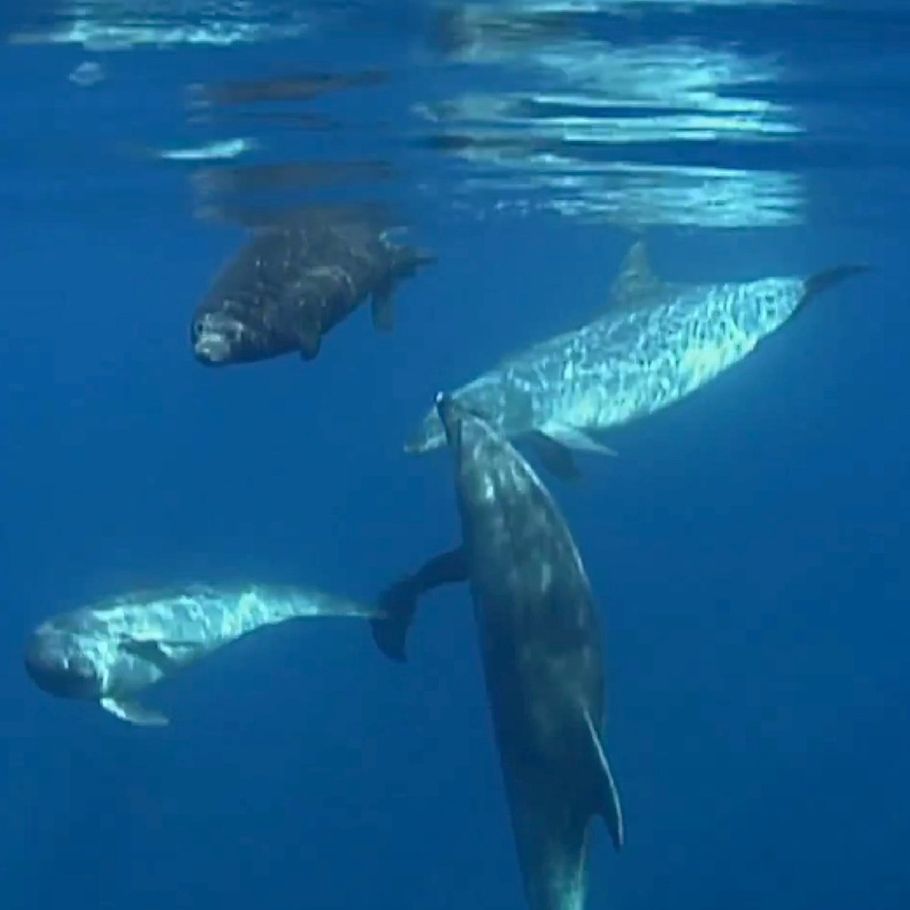 TV: Delfiner redder hjælpeløs – Ekstra