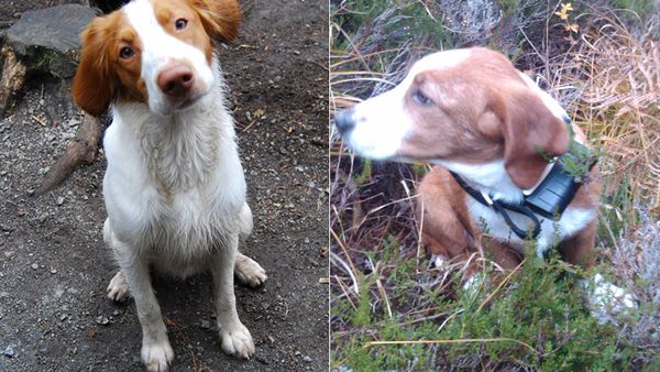 Op udstrømning Begrænsning Bankede hund ihjel med stok – Ekstra Bladet