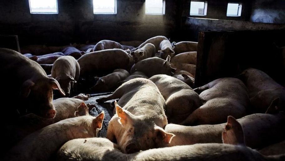 Konventionelle svin som disse har minimal plads i staldene. Men ifølge Dyrenes Beskyttelse har de såkaldte velfærdsgrise det ikke meget bedre. (Foto: Lærke Posselt/Polfoto)