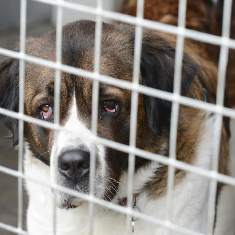 Ti 'anholdte' hunde stjålet fra – Ekstra Bladet