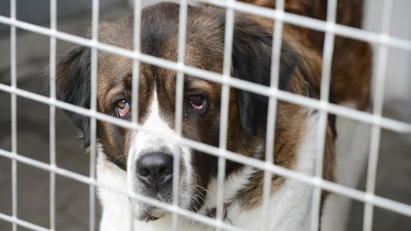 Ti 'anholdte' hunde fra internat – Ekstra Bladet