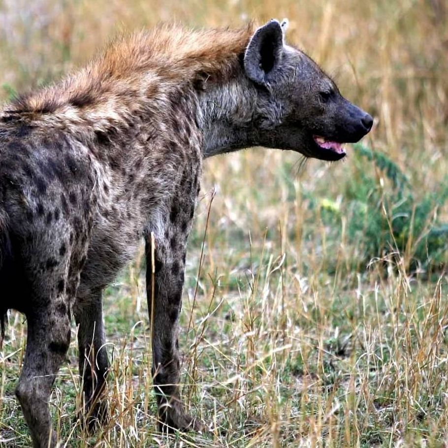 Hvorfor har hunde hyæner det samme gebis? Ekstra