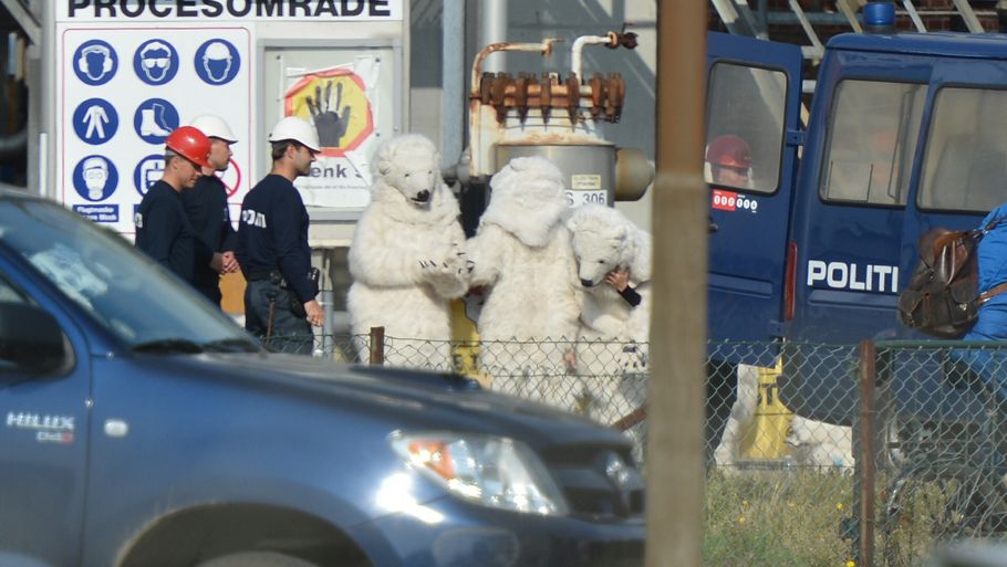De ti isbjørne' bliver her klippet fri og anholdt. (Foto: Ole Frederiksen)