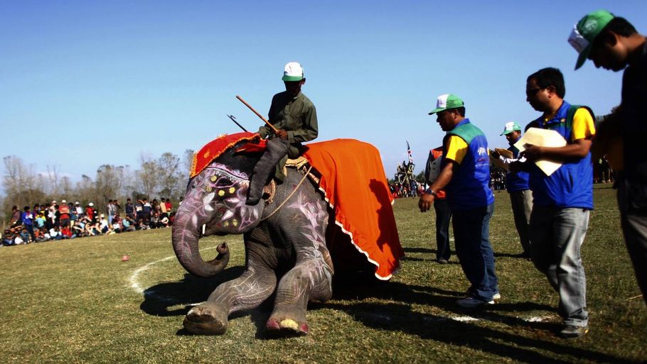 En udsmykket elefant bedømmes af dommerpanelet. (Foto: AP)