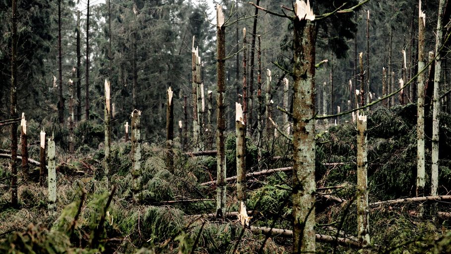 De danske skove blev slemt raseret, da de to store storme i oktober og december rasede hen over landet. (Foto: Martin Lehmann/Polfoto).