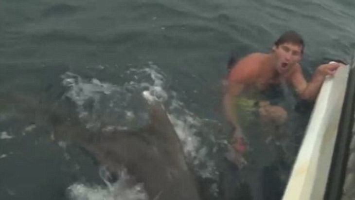 Den bidske haj kommer lidt for tæt på den unge australier. (Screenshot: Youtube)