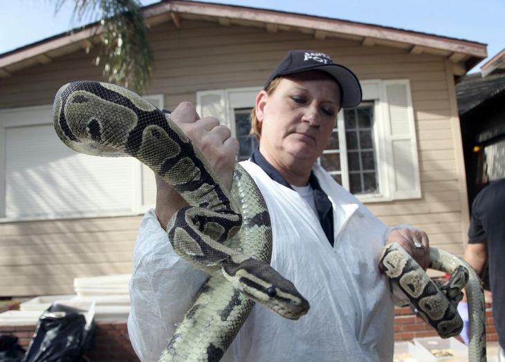 En medarbejder fra dyreværnet holder en af de levende slanger op for kameraet. (Foto: AP)