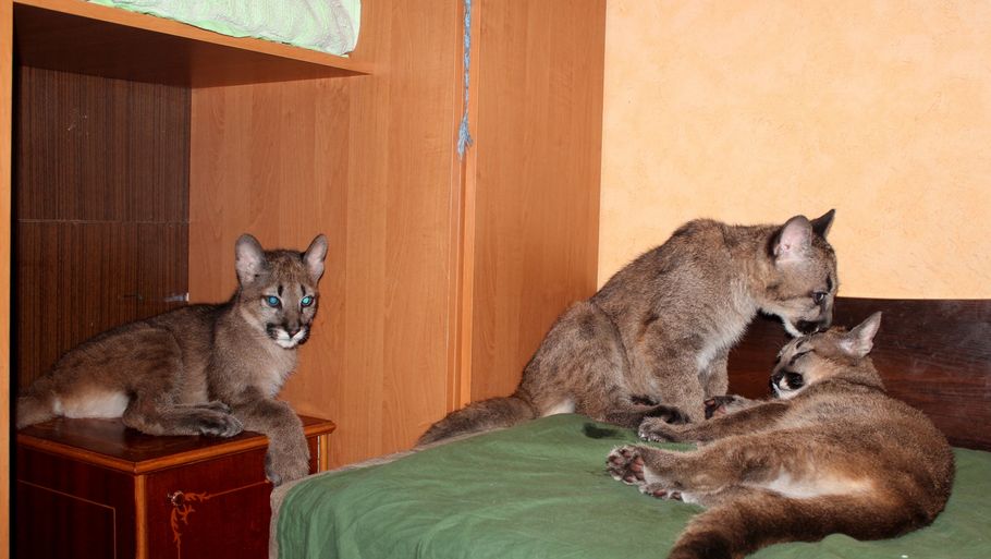 Disse uskyldige pumaer skal ikke hænges ud, fordi en af deres artsfæller i Chrile raserede et køkken. De her er fotograferet, da en dyrepasser tog dem med hjem sidste forår fra en zoo i Lithauen (Foto: AP)