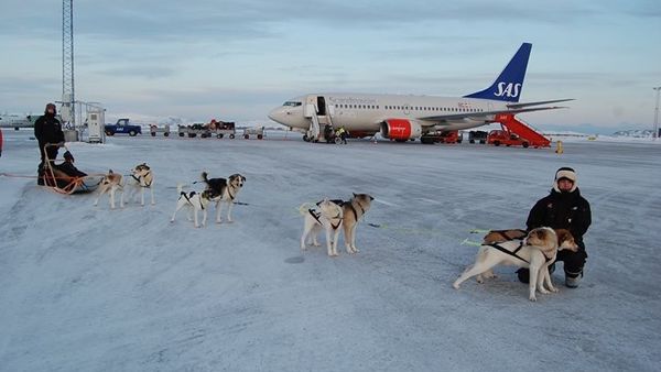 Udøve sport spids Withered Tag en 'hunde-taxa' fra SAS-flyet til centrum – Ekstra Bladet