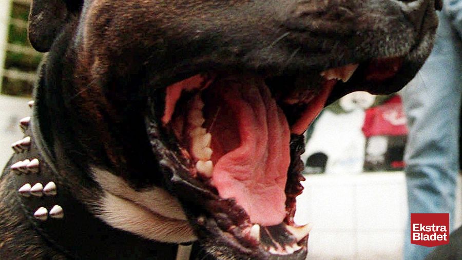 Uregelmæssigheder alkove knap Hotspot for dødelig hundesygdom – Ekstra Bladet