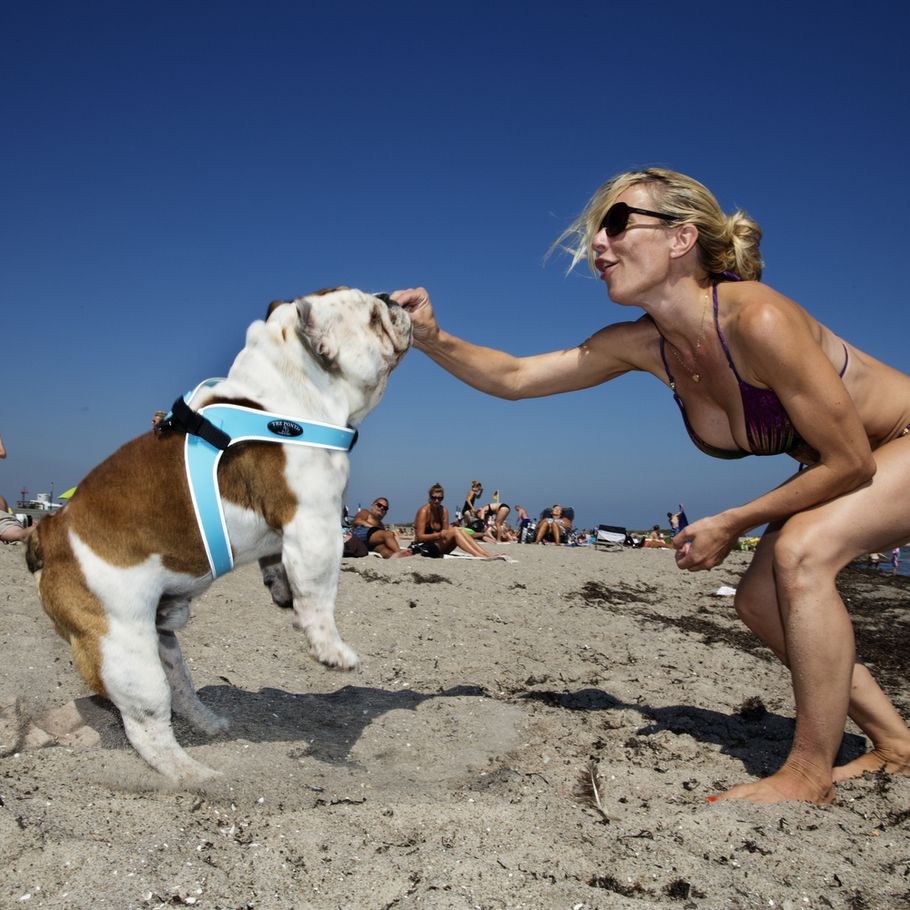 Hunde forbudt i vandet: Men det kan den skide på Ekstra Bladet