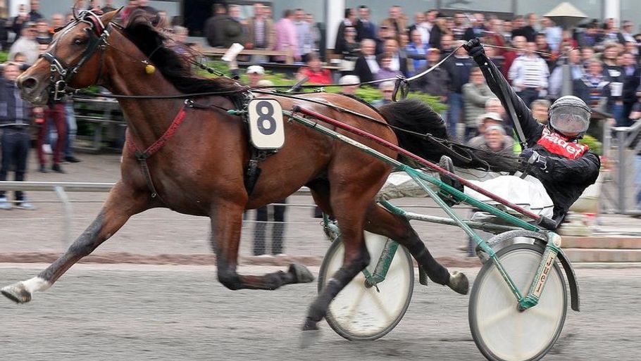 Race Cowboyland er den hest, der har løbet flest penge ind til Ekstra Bladets Travklub. Da den vandt for Morten Friis på Copenhagen Cup-dagen gav det alene 100.000 kroner. Foto: Lasse Jespersen