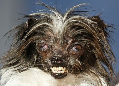 Forbrændt som hvalp: Her er grimmeste hund – Ekstra Bladet