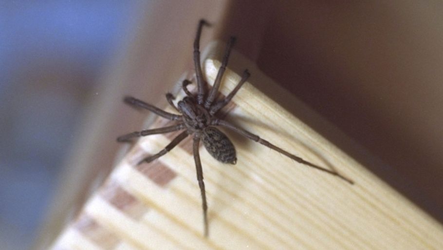 Ser du flere store edderkopper i dit hjem i øjeblikket? Det er helt naturligt. (Foto: Polfoto)